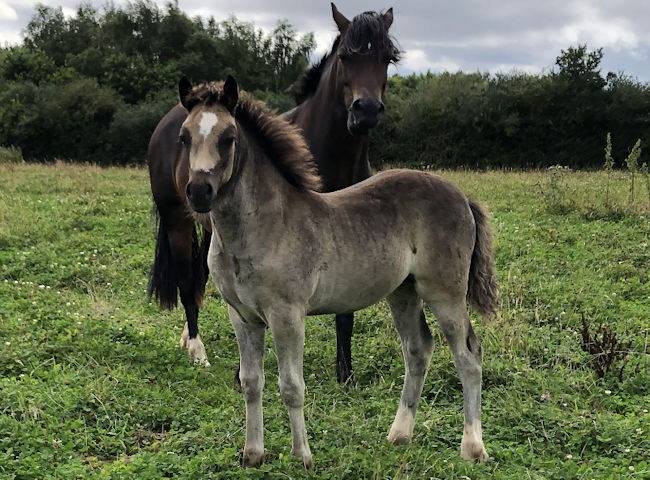 welsh section d foals for sale